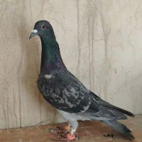 کبوتر پولکی تهرونی