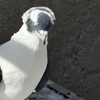 کبوتر الوان