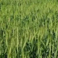 زمین-کشاورزی