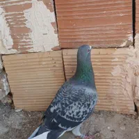 کبوتر پلاکی