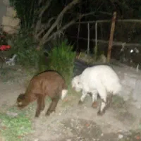 بره علف خوار
