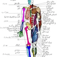 آموزش ماساژ و حرکات اصلاحی|خدمات آموزشی|شیراز, ارم|دیوار