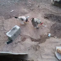 مرغ و خروس برهما