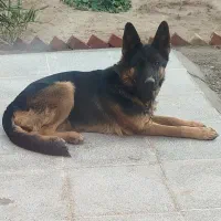سگ ژرمن
