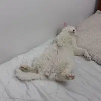 گربه ترکیش انگورا