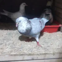 کبوتر  پرشیذ۱۶تا  و جفتکاه ۸تایی تمیز ۵۰ در ۵۰ ۸ت