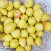 هلو، گلابی، الو سیاه و سیب تو سرخ فقط 250تومن