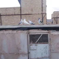 کبوتر پرشی