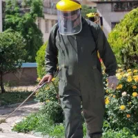 سمپاشی پادآفت سوسک ریز  سوسک  موش ساس کنه  بید