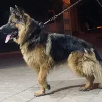 واگذاری سگ نژاد ژرمن