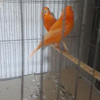 قناری قرمز اصل