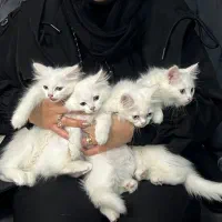بچه گربه پرشین میکس