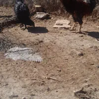 جفت مرغ و خروس
