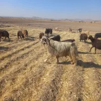 دبور اخته