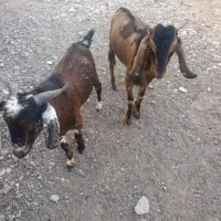 چپشت نر
