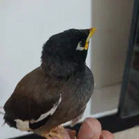 جوجه مینا اصیل