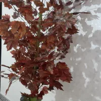 درختچه مصنوعی پاییزی