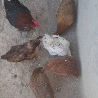 مرغ محلی تخم گذار