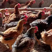 فروش مرغ محلی تخمگذار