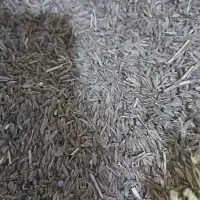 زیره سبز