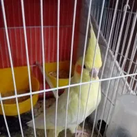عروس هلندی تک و جفت مولد