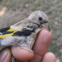 جوجه سهره کوهرنگ