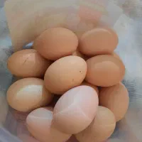 تخم مرغ نطفه دار برهما