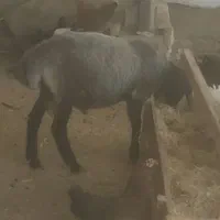 بوقلمون  وبره نر