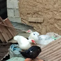 اردک اسرائیلی سفید و سنگین بالغ مخصوص جوجه کشی