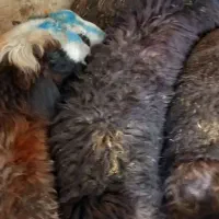 بره نر وماده
