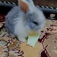 خرگوش|موش و خرگوش|نیشابور, پنجراه|دیوار