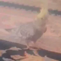 عروس هلندی گمشده