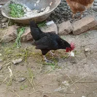 خروس مینیاتوری