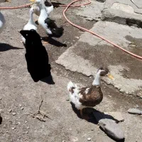 فروش اردک محلی