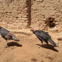 بوقلمون