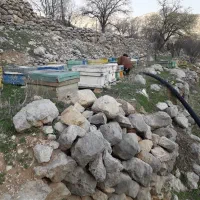 فروش 7عدد کلنی زنبورعسل 7الی10قاب