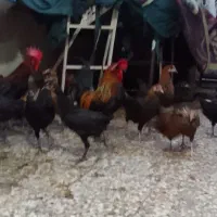 مرغ عربی