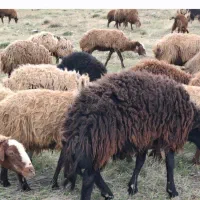 ۲تاقوچ همو هترو