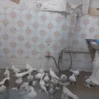پرنده  سرای جابر