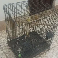 قفس  مناسب کاسکو و پرنده‌های کوچک