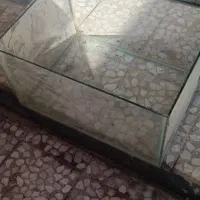 ماهی