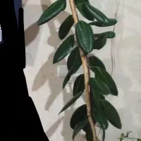 گل و گیاه