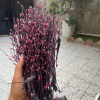 شاخه‌های تزیینی اکلیلی