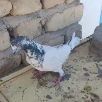 کفتر|پرنده|مرودشت, ثبت احوال|دیوار