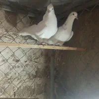 کبوتر