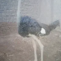 شترمرغ بالغ یک عدد