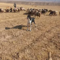 سک‌و‌دو‌افقان