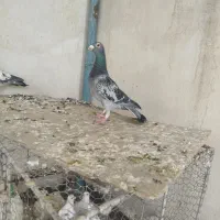 کبوتر نر پلاکی مسافتی