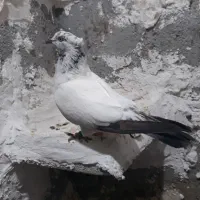 کبوتر کله دم سبز