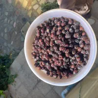 گیلاس خشک اعلا